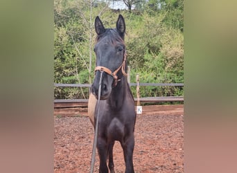 PRE Croisé, Étalon, 2 Ans, 165 cm, Noir