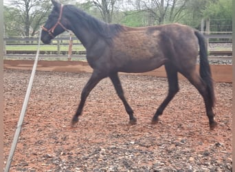 PRE Croisé, Étalon, 2 Ans, 165 cm, Noir