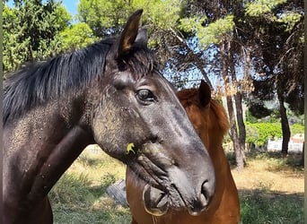 PRE, Étalon, 2 Ans, 165 cm, Noir