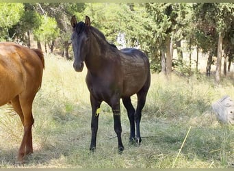 PRE, Étalon, 2 Ans, 165 cm, Noir