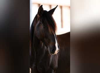 PRE Croisé, Étalon, 2 Ans, 165 cm, Noir