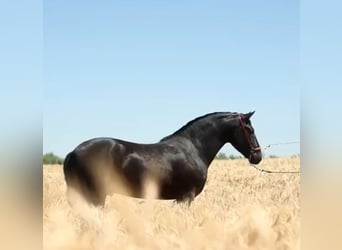 PRE, Étalon, 2 Ans, 166 cm, Noir