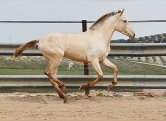 PRE, Étalon, 2 Ans, 166 cm, Perle