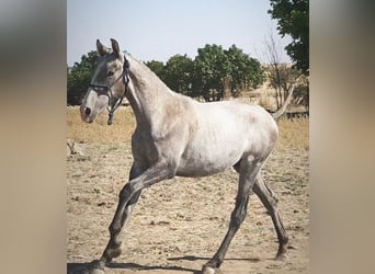 PRE, Étalon, 2 Ans, 167 cm, Gris