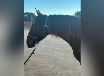 PRE Croisé, Étalon, 2 Ans, 167 cm, Noir