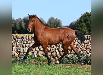 PRE Croisé, Étalon, 2 Ans, 168 cm, Bai