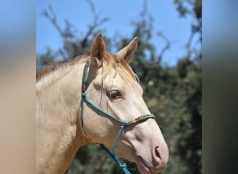 PRE, Étalon, 2 Ans, 168 cm, Perlino