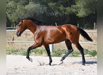 PRE Croisé, Étalon, 2 Ans, 169 cm, Bai