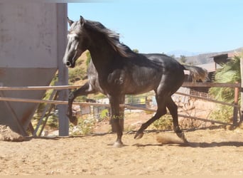 PRE, Étalon, 2 Ans, 169 cm, Gris