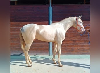 PRE Croisé, Étalon, 2 Ans, 170 cm, Cremello