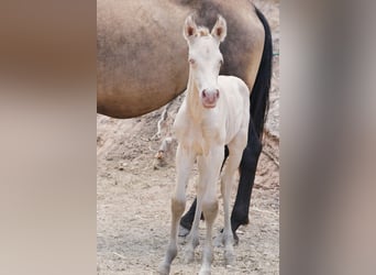 PRE Croisé, Étalon, 2 Ans, 172 cm, Perlino