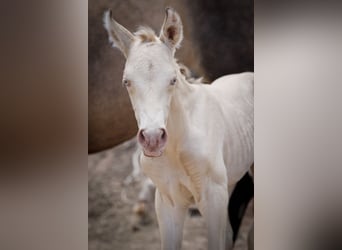 PRE Croisé, Étalon, 2 Ans, 172 cm, Perlino