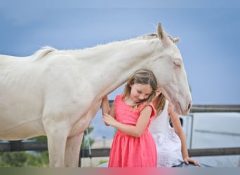 PRE Croisé, Étalon, 2 Ans, 172 cm, Perlino