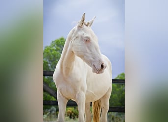 PRE Croisé, Étalon, 2 Ans, 172 cm, Perlino