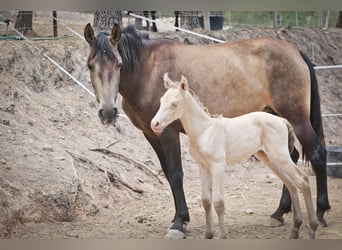 PRE Croisé, Étalon, 2 Ans, 172 cm, Perlino