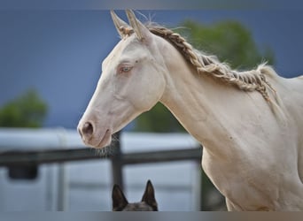 PRE Croisé, Étalon, 2 Ans, 172 cm, Perlino