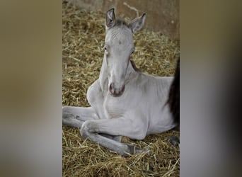 PRE, Étalon, 2 Ans, 175 cm, Perlino