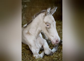 PRE, Étalon, 2 Ans, 175 cm, Perlino