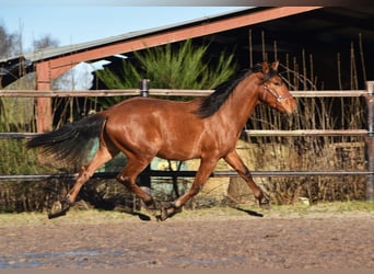 PRE Croisé, Étalon, 2 Ans, Bai