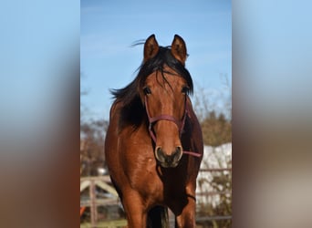 PRE Croisé, Étalon, 2 Ans, Bai