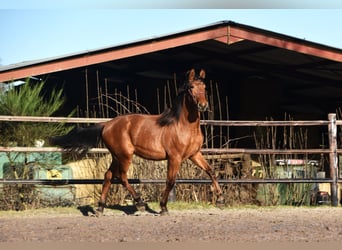 PRE Croisé, Étalon, 2 Ans, Bai