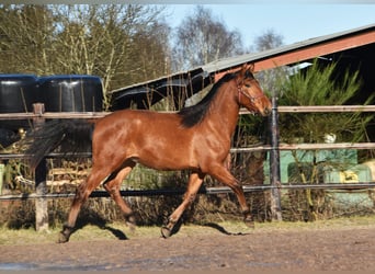 PRE Croisé, Étalon, 2 Ans, Bai