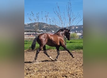 PRE, Étalon, 2 Ans, Bai