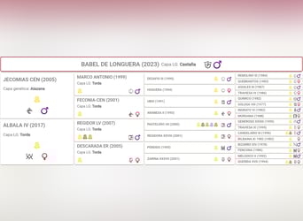 PRE, Étalon, 2 Ans, Bai