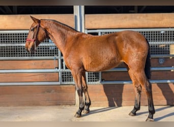 PRE Croisé, Étalon, 2 Ans