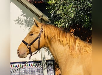 PRE Croisé, Étalon, 2 Ans