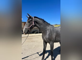 PRE Croisé, Étalon, 2 Ans, Gris