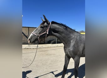 PRE Croisé, Étalon, 2 Ans, Gris