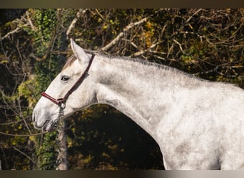 PRE Croisé, Étalon, 2 Ans, Gris