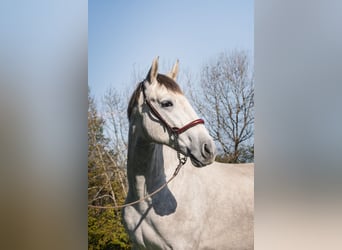 PRE Croisé, Étalon, 2 Ans, Gris