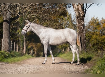 PRE Croisé, Étalon, 2 Ans, Gris