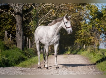 PRE Croisé, Étalon, 2 Ans, Gris