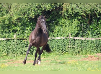 PRE Croisé, Étalon, 2 Ans, Noir