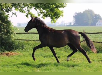 PRE Croisé, Étalon, 2 Ans, Noir