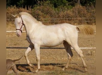 PRE Croisé, Étalon, 2 Ans, Overo-toutes couleurs