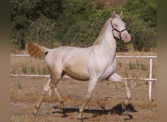 PRE Croisé, Étalon, 2 Ans, Overo-toutes couleurs