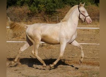 PRE Croisé, Étalon, 2 Ans, Overo-toutes couleurs