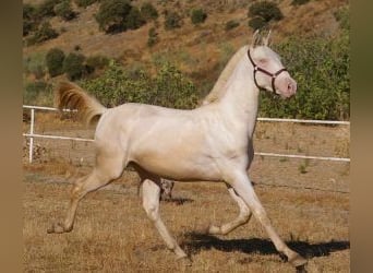PRE Croisé, Étalon, 2 Ans, Overo-toutes couleurs