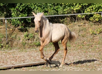 PRE, Étalon, 2 Ans, Palomino