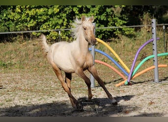 PRE, Étalon, 2 Ans, Palomino