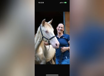 PRE Croisé, Étalon, 2 Ans, Perle