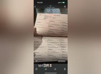 PRE Croisé, Étalon, 2 Ans, Perle