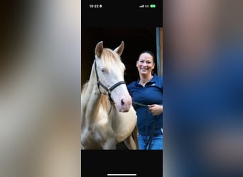 PRE Croisé, Étalon, 2 Ans, Perle