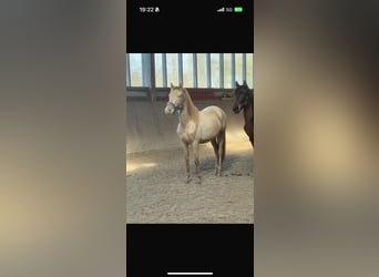 PRE Croisé, Étalon, 2 Ans, Perle