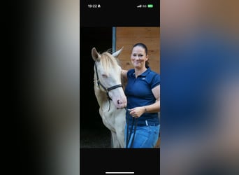 PRE Croisé, Étalon, 2 Ans, Perle