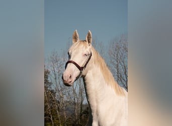 PRE Croisé, Étalon, 2 Ans, Perlino